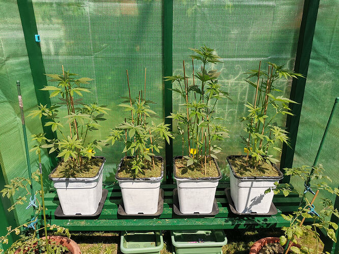 Kucky Hemp, LT30 (1)