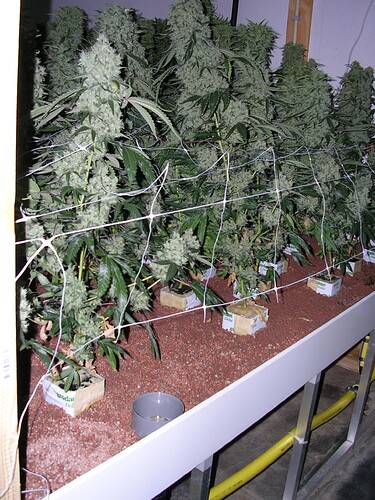 Growreport Bild 17
