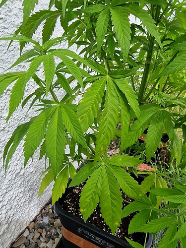 Growreport Bild 51