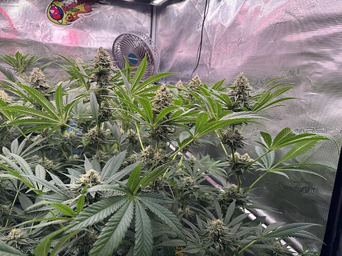 Growreport Bild 33