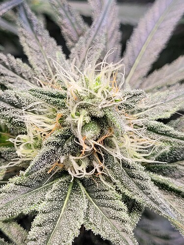 Growreport Bild 11