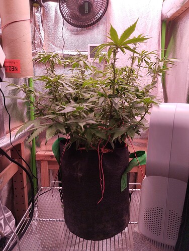 Growreport Bild 7