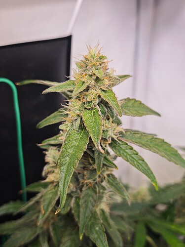 MVIMG_20251114_155832