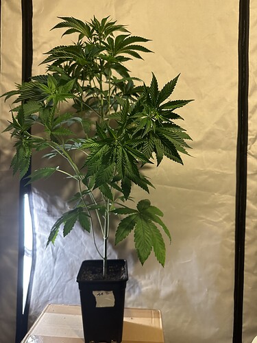 Growreport Bild 1