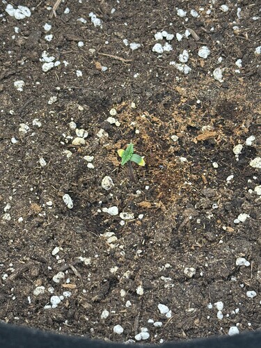 Growreport Bild 5