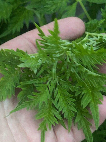 Growreport Bild 36