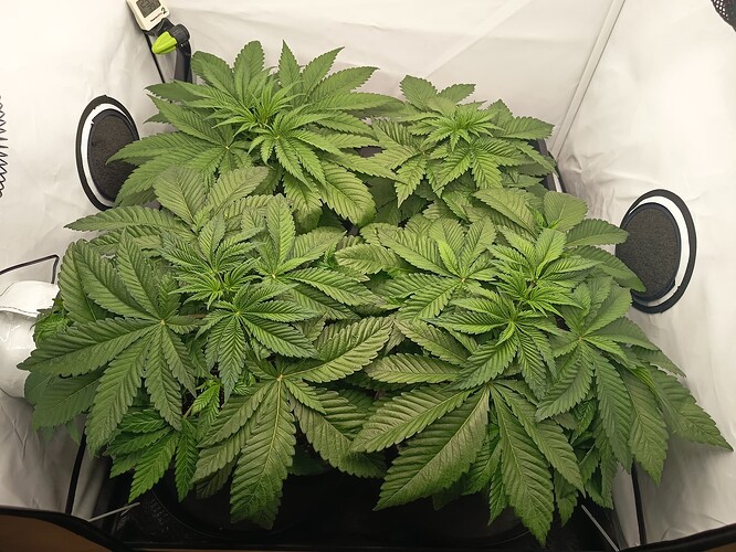 Growreport Bild 8