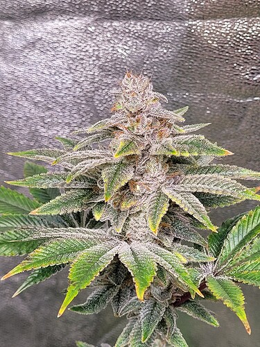Growreport Bild 18