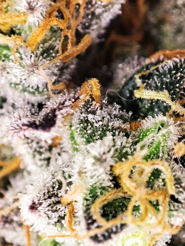 Growreport Bild 8