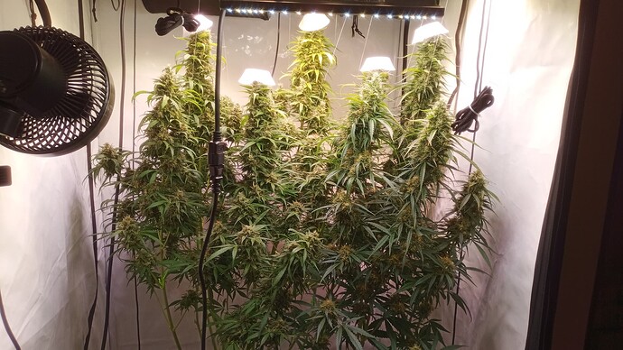 Growreport Bild 1