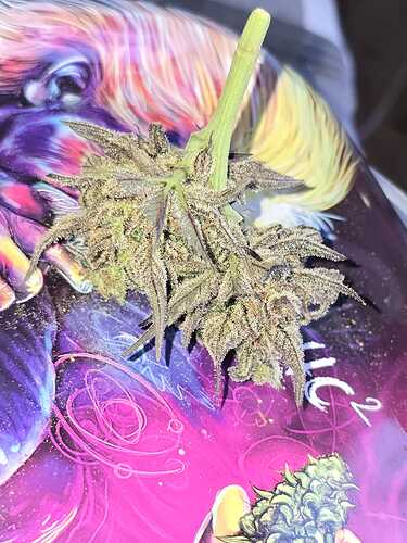 Growreport Bild 7