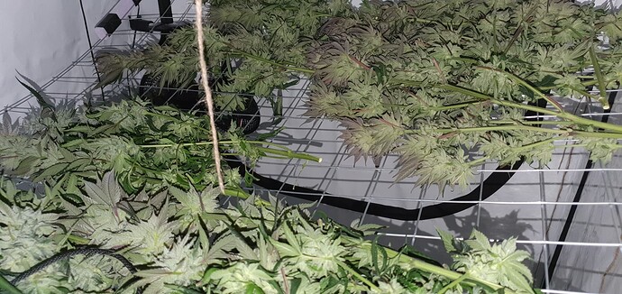 Growreport Bild 3