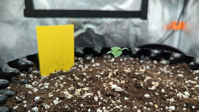 PXL_20240702_204318992.MP