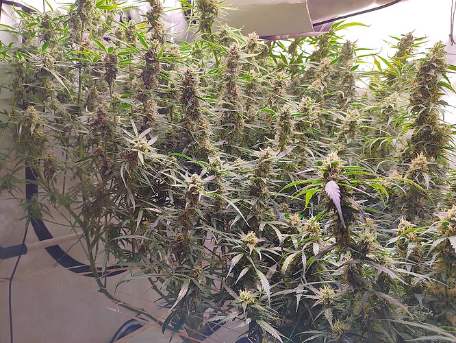 Growreport Bild 21