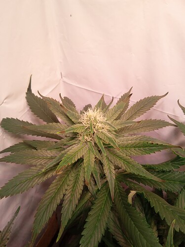 Growreport Bild 5