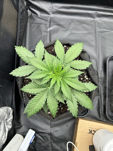 Growreport Bild 3
