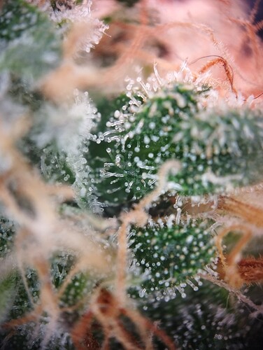 IMG_20250306_203909 - Kopie