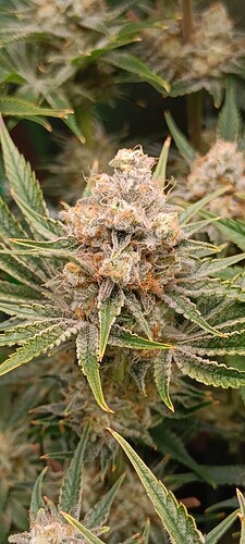 Growreport Bild 5