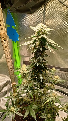 Growreport Bild 3