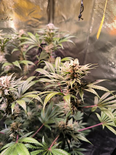 Growreport Bild 6