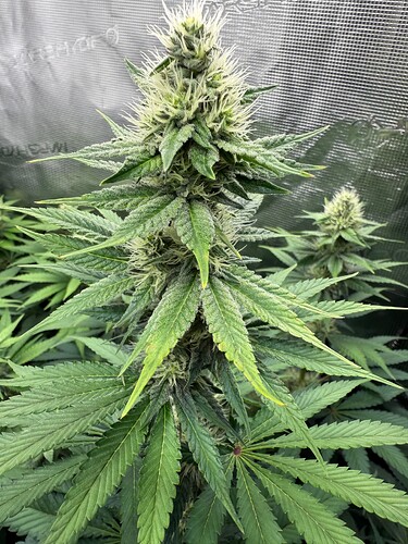 Growreport Bild 4