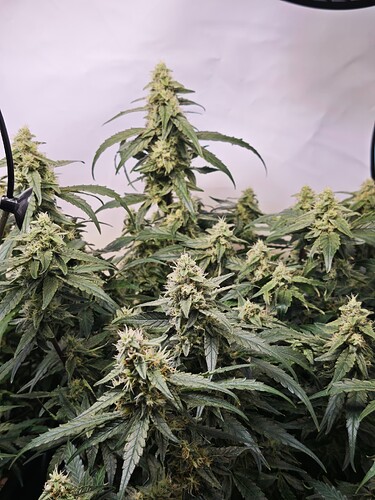 MVIMG_20251110_190254