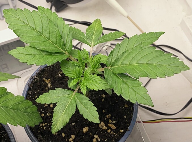 Growreport Bild 25