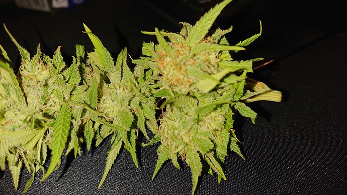 Growreport Bild 33
