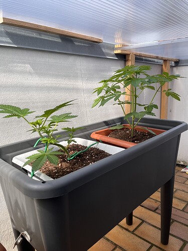 Growreport Bild 6