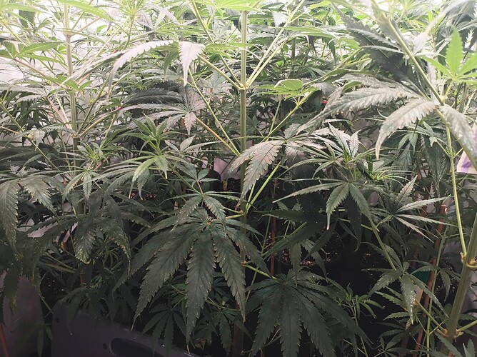 Growreport Bild 4