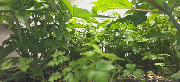 Growreport Bild 4