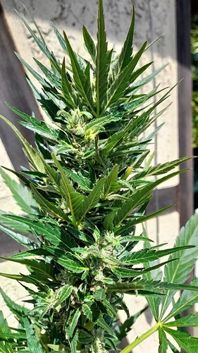 Growreport Bild 3