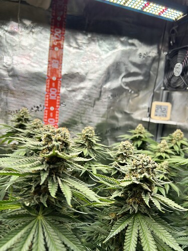 Nahaufnahme von Cannabis-Blüten in einem Growzelt mit einem Zollstock zur Höhenmessung und einem Hygrometer im Hintergrund.
