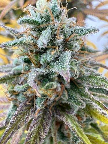 e33ad30e-2a9d-4bcb-9a63-1bae9b1adb84