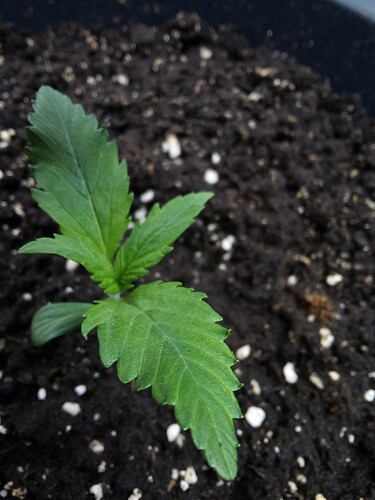 IMG_2025-03-06-22-45-13-836