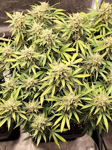 Growreport Bild 6