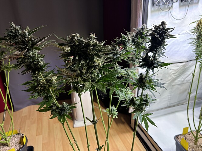 Growreport Bild 96