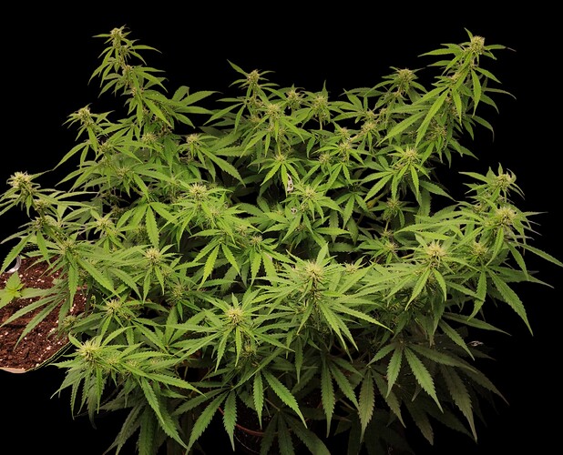 Growreport Bild 4