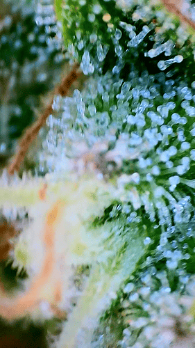 Growreport Bild 15