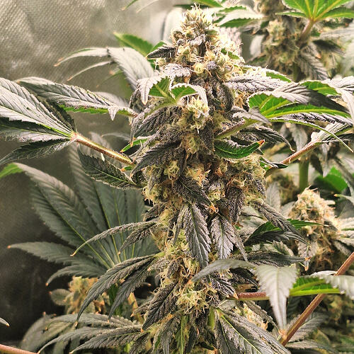 Growreport Bild 8