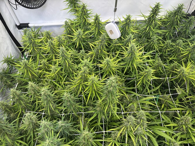 Growreport Bild 5