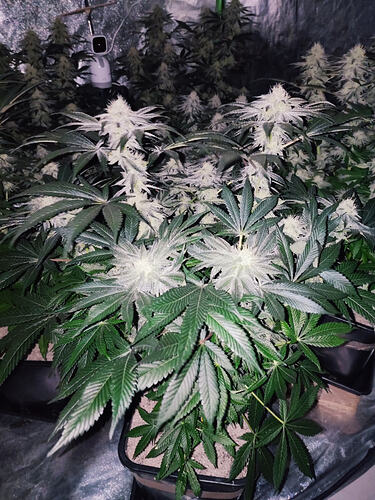 Growreport Bild 7