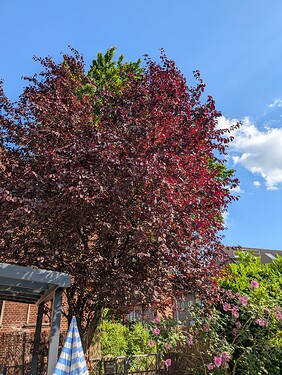 PXL_20250629_155637685.MP