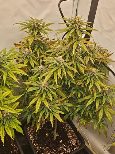 Growreport Bild 7