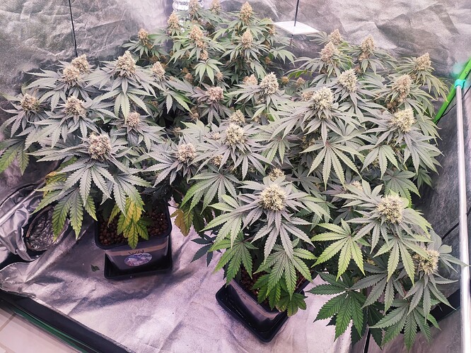 Growreport Bild 32