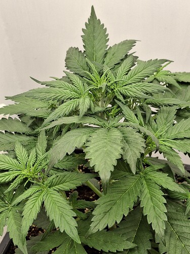 Growreport Bild 54