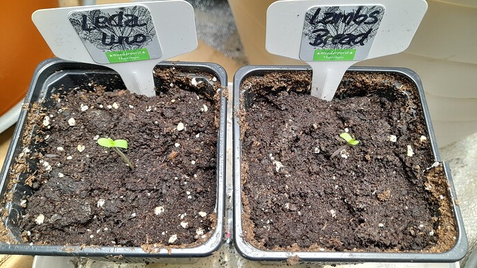 Growreport Bild 6