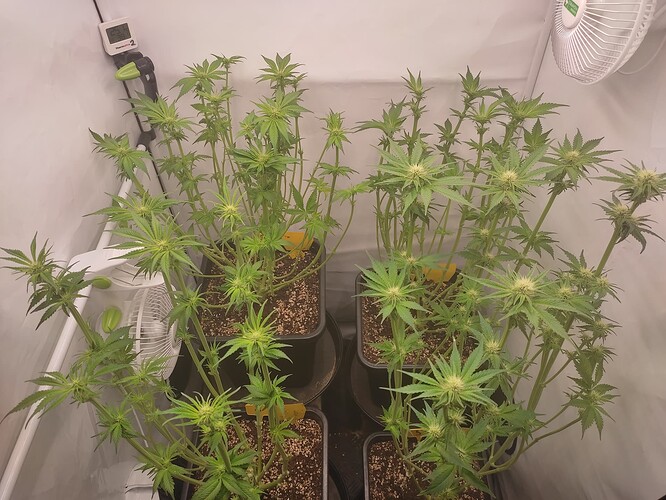 Growreport Bild 19