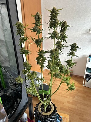 Growreport Bild 12