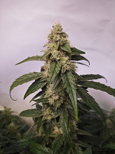 MVIMG_20251114_155822